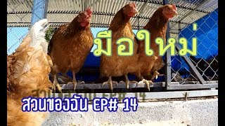 My Garden EP#14 มือใหม่เลี้ยงไก่ไข่ / Rookie to Chicken petting