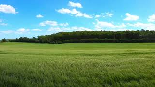 Relaxing Music |  Gentle Breeze Grassland