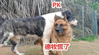 中亚牧羊犬发怒，进攻德国大狼狗，德牧表现令人意外