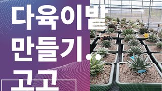 @다육이밭만들기#수담의다육 #땅영양제