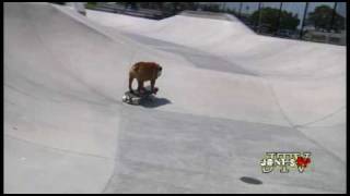 Tillman the Skateboarding Bulldog Skates, Skimboards, and SURFS!!