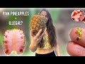 How I Legally Grew Illegal Pink Pineapple Seeds