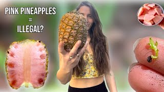 How I Legally Grew Illegal Pink Pineapple Seeds