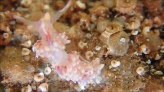 Facelina auriculata sea slug