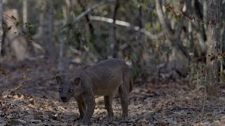 The rare and elusive Fosa of Madagascar