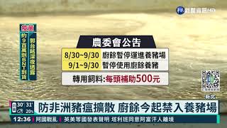 防非洲豬瘟擴散 廚餘今起禁入養豬場｜華視新聞 20210830