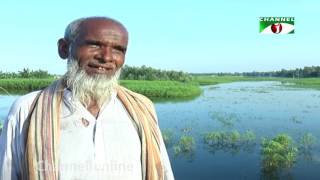 বন্যায় সিরাজগঞ্জে ফসলের ব্যাপক ক্ষতি