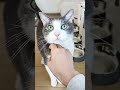 ご飯の後の猫ふく♪男の子3歳♪ cat shorts 猫 ねこ ハチワレ 保護猫