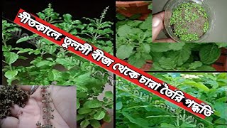 শীতকালে  তুলসী বীজ থেকে চারা তৈরি পদ্ধতি ।How to grow basil from seed । #Ananda D Garden #basli