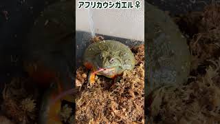 アフリカウシガエル♀にマウスを与える（閲覧注意）