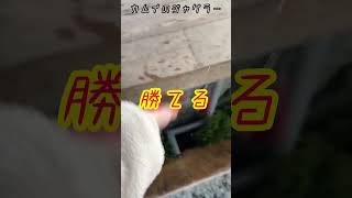 【毎日ジャグラー生活７８】旅打ちで仲良くなった友人と奈良観光。カムイのジャグラー#shorts