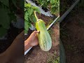 jalgaon brinjal farming. jumbo brinjal.