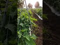 jalgaon brinjal farming. jumbo brinjal.