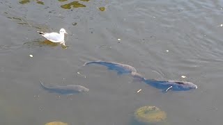 野鳥撮影1229D【4年ぶりに帰ってきたカモメ】飛翔と着水も。コガモの鳴き声（求愛）、マガモペアリング失敗