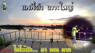 EP.54 ตกปลาแพพี่ดำ เกาะใหญ่ “ไม่ได้ตัว..มานาน” แม่น้ำเจ้าพระยา