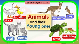 Animals and their babies || Animals and their Young Ones || Animals video