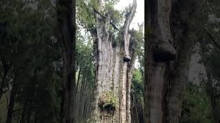 這次去阿里山最喜歡的步道，可以看到阿里山最粗的水山巨木，再沿著水山車站的軌道走回原點👍 #阿里山 #阿里山森林園區 #水山巨木 #gianttree #水山療癒步道 #alishan