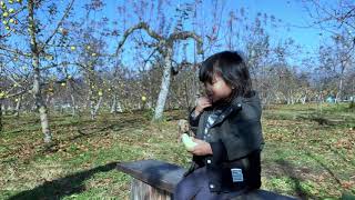 りんご狩り原田農園沼田市群馬県 | Apple picking at Harada-nouen Numata Shi, Gunma Prefecture