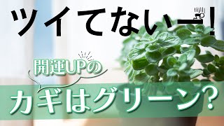 リビングにピッタリ！幸運を呼び込む効果別、おススメ観葉植物をご紹介します。