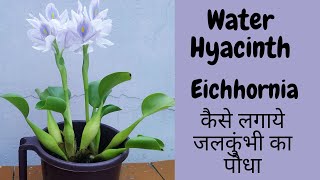 Water Hyacinth/Eichhornia Crassipes/जलकुंभी #waterhyacinth #जलकुंभी #growinggarden