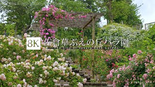 佐倉草ぶえの丘バラ園 [8K footage] The City of Sakura Rose Garden