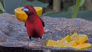 Crimson-backed Tanager: The Famous “Sangre de Toro” Bird In Panama – Oct. 15, 2024