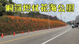 苗栗 銅鑼炮仗花公園 2024/02/29