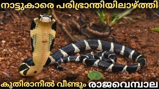 രാജവെമ്പാലകളുടെ ഇണചേരൽ സമയം തുടങ്ങി!🐍🐍 A King cobra was rescued from near Kuthiran tunnel 🐍🐍