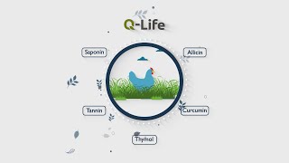 Q-Life, Natural Alternative to Anticoccidials