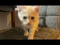 生後6ヶ月のハーフバースデーを迎えた子猫のかわいいメドレー【スコティッシュフォールド】