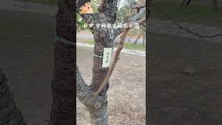 台中 中科崴立櫻花公園 #中科崴立櫻花公園