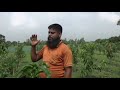 অতি ঘন পদ্ধতিতে আম চাষ ultra high density mango cultivation kafi ais rajshahi