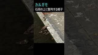 カルガモ：石段の上に整列する親子 #shorts #spotbilledduck #親子