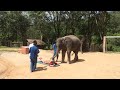 elephant massage