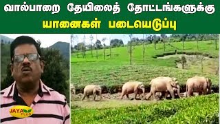 வால்பாறை தேயிலைத் தோட்டங்களுக்கு யானைகள் படையெடுப்பு | Kovai Elephant | Valparai