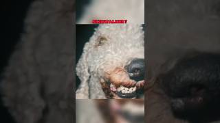 SkinWalker Disguised As Animals ☢️ PRT-128 #viral #ytshorts