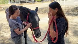 EFT Tapping on Whisper  the Horse with Ellie Laks of the Gentle Barn