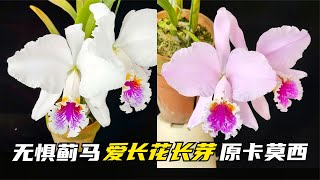 261 原生种嘉德利亚兰卡特兰莫西埃，无惧蓟马，爱长芽爱开花