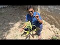 এই সুপারি গাছই আপনাকে করে দিতে পারে লাখপতি betel nut plant care betelnut gardening farming