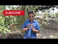 এই সুপারি গাছই আপনাকে করে দিতে পারে লাখপতি betel nut plant care betelnut gardening farming