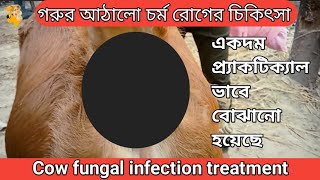 গরুর আঠালো চর্ম রোগের চিকিৎসা কিভাবে করে|| Cow fungal infection treatment.