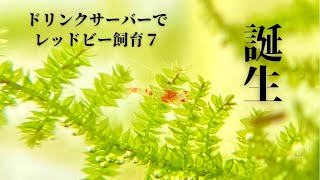 【ドリンクサーバーでレッドビー飼育#7】稚エビが誕生するボトル環境とは？【TDS測定とミネラル添加】