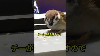 ゴマすり雀　#shorts  #japanesesparrow #面白い小鳥