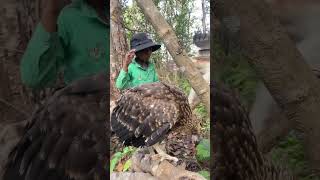 A boy walks and encounters a pair of large eagles.part3#short #dance #birds #parrot #nature #yt #uk