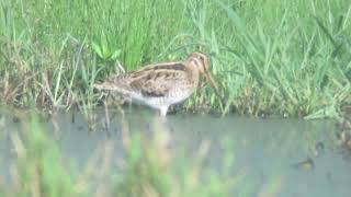 オオジシギ冬羽140727茨城県