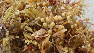 ¿Qué es y de dónde viene el sargazo (Sargassum sp.)?