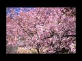 神奈川県松田町　西平畑公園　河津桜（2025年2月26日）