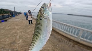 仕掛けを変えたら入れ食いになったので、理由を考えてみた。