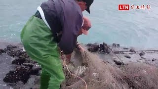 澎湖石滬串魚樂 原汁原味的先民智慧捕魚法