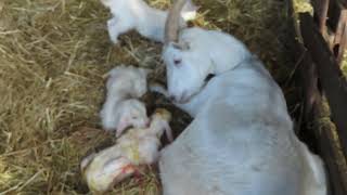 Geitenbevalling op geitenboerderij Ridammerhoeve in het Amsterdamse Bos